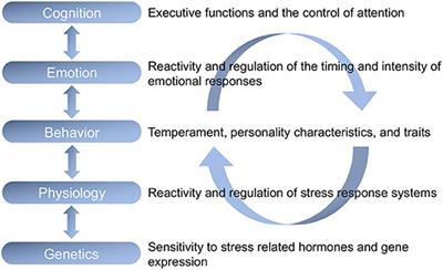 A Hierarchical Integrated Model of Self-Regulation